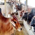 Cattle farms struggle in brutal heatwave before Eid-ul-Azha