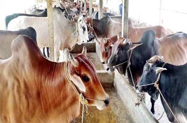 Cattle farms struggle in brutal heatwave before Eid-ul-Azha